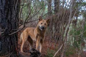 Dingo trapped in foothold trap - Native Australian dingo caught in a foothold trap near Mansfield, Victoria, set by a contractor for the Victorian government (DWELP). Dingoes can be left in these traps for up to 72 hours before the trapper returns and shoots them. - Captured at VIC.