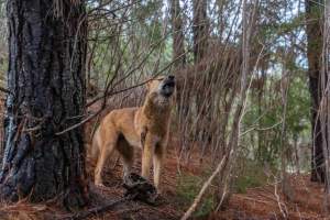 Dingo trapped in foothold trap - Native Australian dingo caught in a foothold trap near Mansfield, Victoria, set by a contractor for the Victorian government (DWELP). Dingoes can be left in these traps for up to 72 hours before the trapper returns and shoots them. - Captured at VIC.