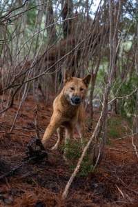 Dingo trapped in foothold trap - Native Australian dingo caught in a foothold trap near Mansfield, Victoria, set by a contractor for the Victorian government (DWELP). Dingoes can be left in these traps for up to 72 hours before the trapper returns and shoots them. - Captured at VIC.