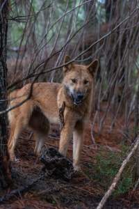 Dingo trapped in foothold trap - Native Australian dingo caught in a foothold trap near Mansfield, Victoria, set by a contractor for the Victorian government (DWELP). Dingoes can be left in these traps for up to 72 hours before the trapper returns and shoots them. - Captured at VIC.