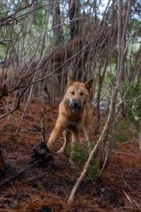 Dingo trapped in foothold trap - Native Australian dingo caught in a foothold trap near Mansfield, Victoria, set by a contractor for the Victorian government (DWELP). Dingoes can be left in these traps for up to 72 hours before the trapper returns and shoots them. - Captured at VIC.