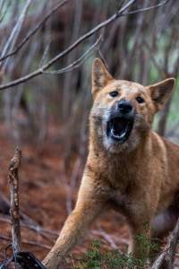 Dingo trapped in foothold trap - Native Australian dingo caught in a foothold trap near Mansfield, Victoria, set by a contractor for the Victorian government (DWELP). Dingoes can be left in these traps for up to 72 hours before the trapper returns and shoots them. - Captured at VIC.