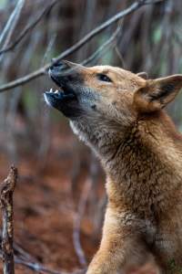 Dingo trapped in foothold trap - Native Australian dingo caught in a foothold trap near Mansfield, Victoria, set by a contractor for the Victorian government (DWELP). Dingoes can be left in these traps for up to 72 hours before the trapper returns and shoots them. - Captured at VIC.