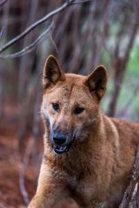 Dingo trapped in foothold trap - Native Australian dingo caught in a foothold trap near Mansfield, Victoria, set by a contractor for the Victorian government (DWELP). Dingoes can be left in these traps for up to 72 hours before the trapper returns and shoots them. - Captured at VIC.