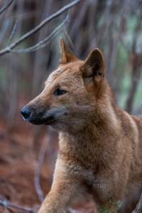 Dingo trapped in foothold trap - Native Australian dingo caught in a foothold trap near Mansfield, Victoria, set by a contractor for the Victorian government (DWELP). Dingoes can be left in these traps for up to 72 hours before the trapper returns and shoots them. - Captured at VIC.