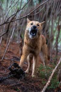 Dingo trapped in foothold trap - Native Australian dingo caught in a foothold trap near Mansfield, Victoria, set by a contractor for the Victorian government (DWELP). Dingoes can be left in these traps for up to 72 hours before the trapper returns and shoots them. - Captured at VIC.