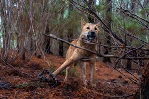 Dingo trapped in foothold trap - Native Australian dingo caught in a foothold trap near Mansfield, Victoria, set by a contractor for the Victorian government (DWELP). Dingoes can be left in these traps for up to 72 hours before the trapper returns and shoots them. - Captured at VIC.