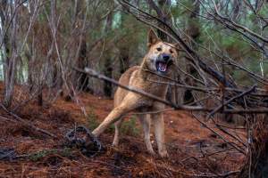 Dingo trapped in foothold trap - Native Australian dingo caught in a foothold trap near Mansfield, Victoria, set by a contractor for the Victorian government (DWELP). Dingoes can be left in these traps for up to 72 hours before the trapper returns and shoots them. - Captured at VIC.