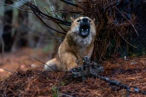 Dingo trapped in foothold trap - Native Australian dingo caught in a foothold trap near Mansfield, Victoria, set by a contractor for the Victorian government (DWELP). Dingoes can be left in these traps for up to 72 hours before the trapper returns and shoots them. - Captured at VIC.