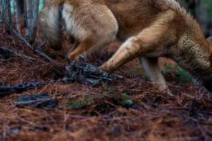 Dingo trapped in foothold trap - Native Australian dingo caught in a foothold trap near Mansfield, Victoria, set by a contractor for the Victorian government (DWELP). Dingoes can be left in these traps for up to 72 hours before the trapper returns and shoots them. - Captured at VIC.