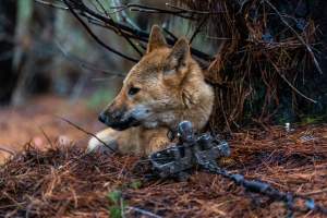 Dingo trapped in foothold trap - Native Australian dingo caught in a foothold trap near Mansfield, Victoria, set by a contractor for the Victorian government (DWELP). Dingoes can be left in these traps for up to 72 hours before the trapper returns and shoots them. - Captured at VIC.