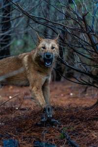 Dingo trapped in foothold trap - Native Australian dingo caught in a foothold trap near Mansfield, Victoria, set by a contractor for the Victorian government (DWELP). Dingoes can be left in these traps for up to 72 hours before the trapper returns and shoots them. - Captured at VIC.