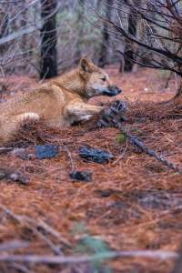 Dingo trapped in foothold trap - Native Australian dingo caught in a foothold trap near Mansfield, Victoria, set by a contractor for the Victorian government (DWELP). Dingoes can be left in these traps for up to 72 hours before the trapper returns and shoots them. - Captured at VIC.