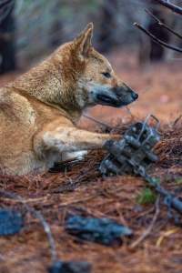 Dingo trapped in foothold trap - Native Australian dingo caught in a foothold trap near Mansfield, Victoria, set by a contractor for the Victorian government (DWELP). Dingoes can be left in these traps for up to 72 hours before the trapper returns and shoots them. - Captured at VIC.