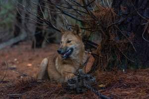 Dingo trapped in foothold trap - Native Australian dingo caught in a foothold trap near Mansfield, Victoria, set by a contractor for the Victorian government (DWELP). Dingoes can be left in these traps for up to 72 hours before the trapper returns and shoots them. - Captured at VIC.