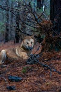 Dingo trapped in foothold trap - Native Australian dingo caught in a foothold trap near Mansfield, Victoria, set by a contractor for the Victorian government (DWELP). Dingoes can be left in these traps for up to 72 hours before the trapper returns and shoots them. - Captured at VIC.