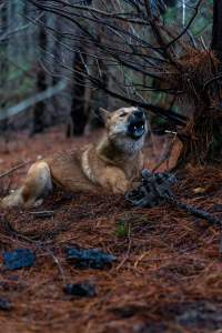 Dingo trapped in foothold trap - Native Australian dingo caught in a foothold trap near Mansfield, Victoria, set by a contractor for the Victorian government (DWELP). Dingoes can be left in these traps for up to 72 hours before the trapper returns and shoots them. - Captured at VIC.