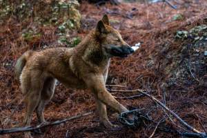 Dingo trapped in foothold trap - Native Australian dingo caught in a foothold trap near Mansfield, Victoria, set by a contractor for the Victorian government (DWELP). Dingoes can be left in these traps for up to 72 hours before the trapper returns and shoots them. - Captured at VIC.