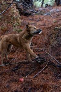 Dingo trapped in foothold trap - Native Australian dingo caught in a foothold trap near Mansfield, Victoria, set by a contractor for the Victorian government (DWELP). Dingoes can be left in these traps for up to 72 hours before the trapper returns and shoots them. - Captured at VIC.