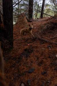 Dingo trapped in foothold trap - Native Australian dingo caught in a foothold trap near Mansfield, Victoria, set by a contractor for the Victorian government (DWELP). Dingoes can be left in these traps for up to 72 hours before the trapper returns and shoots them. - Captured at VIC.