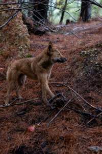 Dingo trapped in foothold trap - Native Australian dingo caught in a foothold trap near Mansfield, Victoria, set by a contractor for the Victorian government (DWELP). Dingoes can be left in these traps for up to 72 hours before the trapper returns and shoots them. - Captured at VIC.