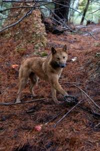 Dingo trapped in foothold trap - Native Australian dingo caught in a foothold trap near Mansfield, Victoria, set by a contractor for the Victorian government (DWELP). Dingoes can be left in these traps for up to 72 hours before the trapper returns and shoots them. - Captured at VIC.