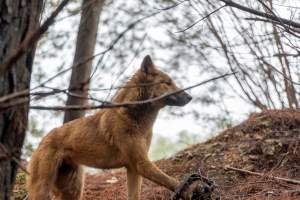 Dingo trapped in foothold trap - Native Australian dingo caught in a foothold trap near Mansfield, Victoria, set by a contractor for the Victorian government (DWELP). Dingoes can be left in these traps for up to 72 hours before the trapper returns and shoots them. - Captured at VIC.