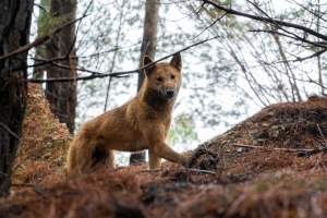 Dingo trapped in foothold trap - Native Australian dingo caught in a foothold trap near Mansfield, Victoria, set by a contractor for the Victorian government (DWELP). Dingoes can be left in these traps for up to 72 hours before the trapper returns and shoots them. - Captured at VIC.