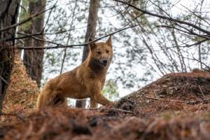 Dingo trapped in foothold trap - Native Australian dingo caught in a foothold trap near Mansfield, Victoria, set by a contractor for the Victorian government (DWELP). Dingoes can be left in these traps for up to 72 hours before the trapper returns and shoots them. - Captured at VIC.