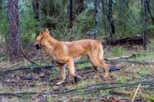 Dingo trapped in foothold trap - Native Australian dingo caught in a foothold trap near Mansfield, Victoria, set by a contractor for the Victorian government (DWELP). Dingoes can be left in these traps for up to 72 hours before the trapper returns and shoots them. - Captured at VIC.