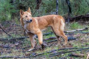 Dingo trapped in foothold trap - Native Australian dingo caught in a foothold trap near Mansfield, Victoria, set by a contractor for the Victorian government (DWELP). Dingoes can be left in these traps for up to 72 hours before the trapper returns and shoots them. - Captured at VIC.