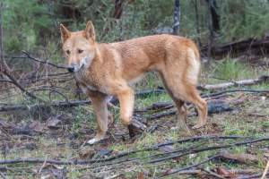 Dingo trapped in foothold trap - Native Australian dingo caught in a foothold trap near Mansfield, Victoria, set by a contractor for the Victorian government (DWELP). Dingoes can be left in these traps for up to 72 hours before the trapper returns and shoots them. - Captured at VIC.