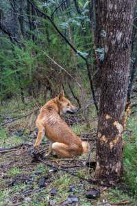 Dingo trapped in foothold trap - Native Australian dingo caught in a foothold trap near Mansfield, Victoria, set by a contractor for the Victorian government (DWELP). Dingoes can be left in these traps for up to 72 hours before the trapper returns and shoots them. - Captured at VIC.