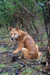 Dingo trapped in foothold trap - Native Australian dingo caught in a foothold trap near Mansfield, Victoria, set by a contractor for the Victorian government (DWELP). Dingoes can be left in these traps for up to 72 hours before the trapper returns and shoots them. - Captured at VIC.