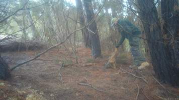 DELWP trapper retrieves his trap from dead dingo - Still image from hidden camera footage. - Captured at VIC.