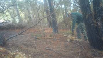 DELWP trapper retrieves his trap from dead dingo - Still image from hidden camera footage. - Captured at VIC.