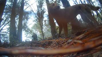 DELWP trapper aims rifle at trapped dingo - Still image from hidden camera footage. - Captured at VIC.