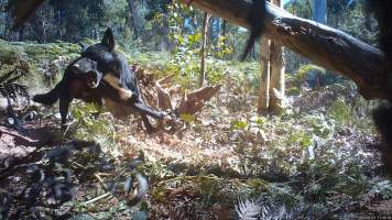 Dingo trapped in foothold trap - Still image from hidden camera footage. - Captured at VIC.