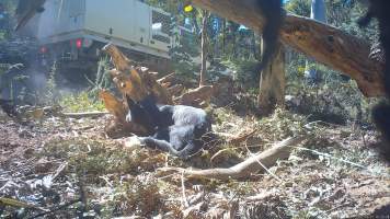 DELWP trapper's car approaches trapped dingo - Still image from hidden camera footage. - Captured at VIC.