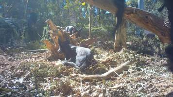 DELWP trapper with rifle approaches trapped dingo - Still image from hidden camera footage. - Captured at VIC.