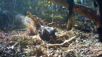 Trapped dingo shot by DELWP trapper - Still image from hidden camera footage. - Captured at VIC.