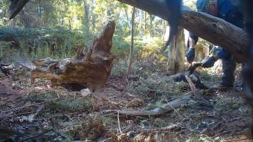 DELWP trapper cuts hole in dingo's leg - Still image from hidden camera footage. - Captured at VIC.