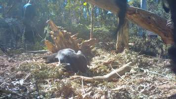 DELWP trapper walks away after shooting trapped dingo - Still image from hidden camera footage. - Captured at VIC.