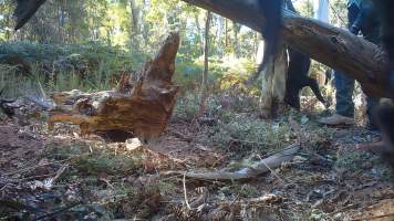 DELWP trapper hangs dingo from a tree - Still image from hidden camera footage. - Captured at VIC.