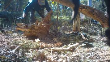 DELWP trapper cleans up trap after shooting dingo - Still image from hidden camera footage. - Captured at VIC.