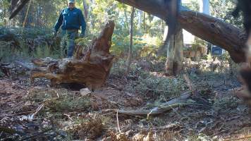 DELWP trapper cleans up trap after shooting dingo - Still image from hidden camera footage. - Captured at VIC.