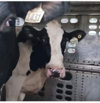 Dairy cows with numbers as names - Dairy cows waiting on a truck to be slaughtered for human consumption. - Captured at ON.