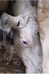 Dairy cows with numbers as names - Dairy cows waiting on a truck to be slaughtered for human consumption. - Captured at ON.