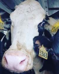 Dairy cows with numbers as names - Dairy cows waiting on a truck to be slaughtered for human consumption. - Captured at ON.