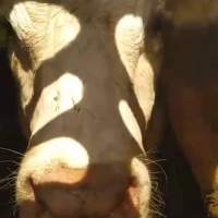 Dairy cows with numbers as names - Dairy cows waiting on a truck to be slaughtered for human consumption. - Captured at ON.